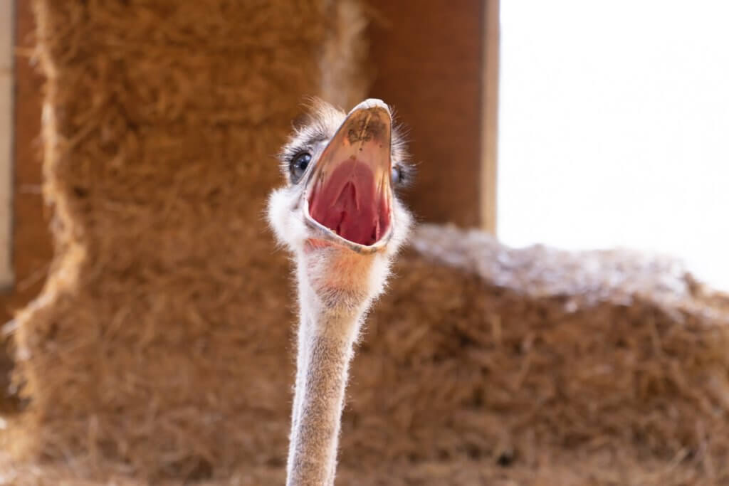 brown ostrich head in close up photography